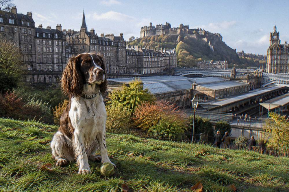 A spaniel sitting on grass in an Edinburgh park with the city skyline behind