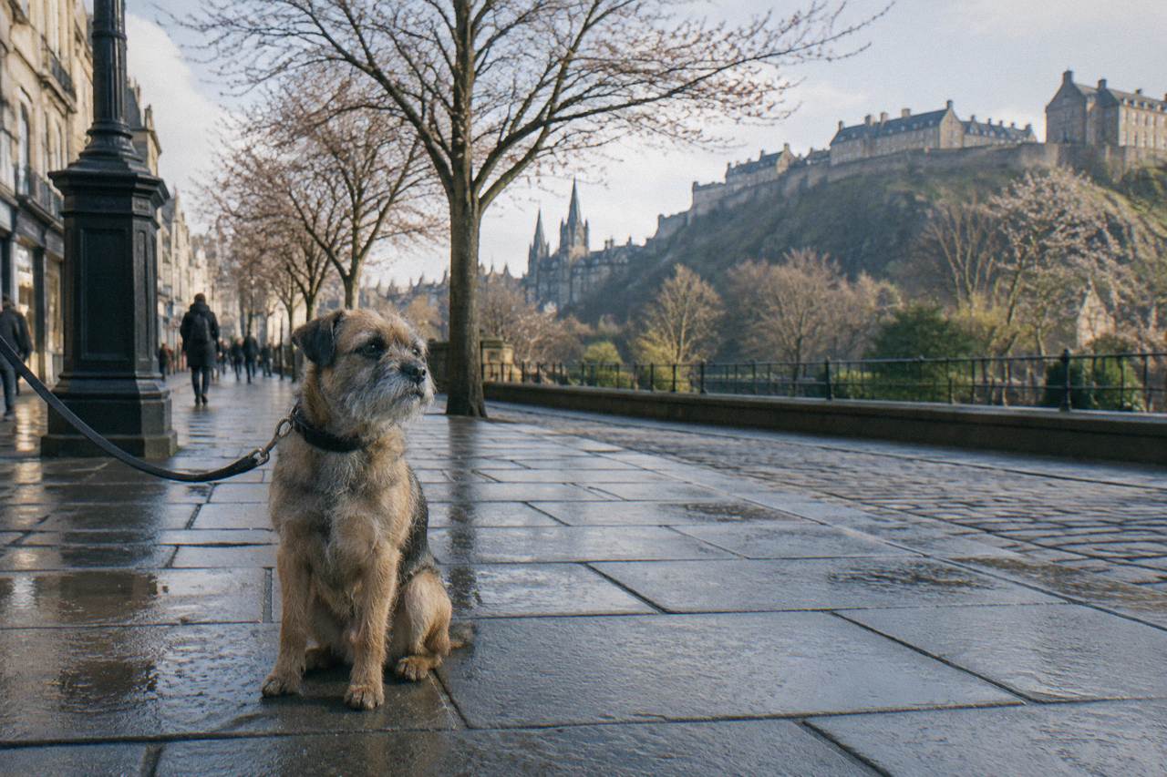 A small dog sitting on a hotel room bed beside a window overlooking Edinburgh rooftops